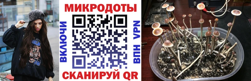 как найти наркотики  Гдов  Галлюциногенные грибы Psilocybine cubensis 